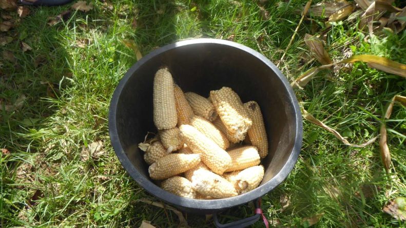 ensaios de milho tradicional 2020 ADERSOUSA 4