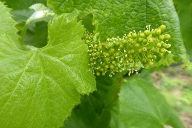 Divulgar Bio_2021_adersousa6