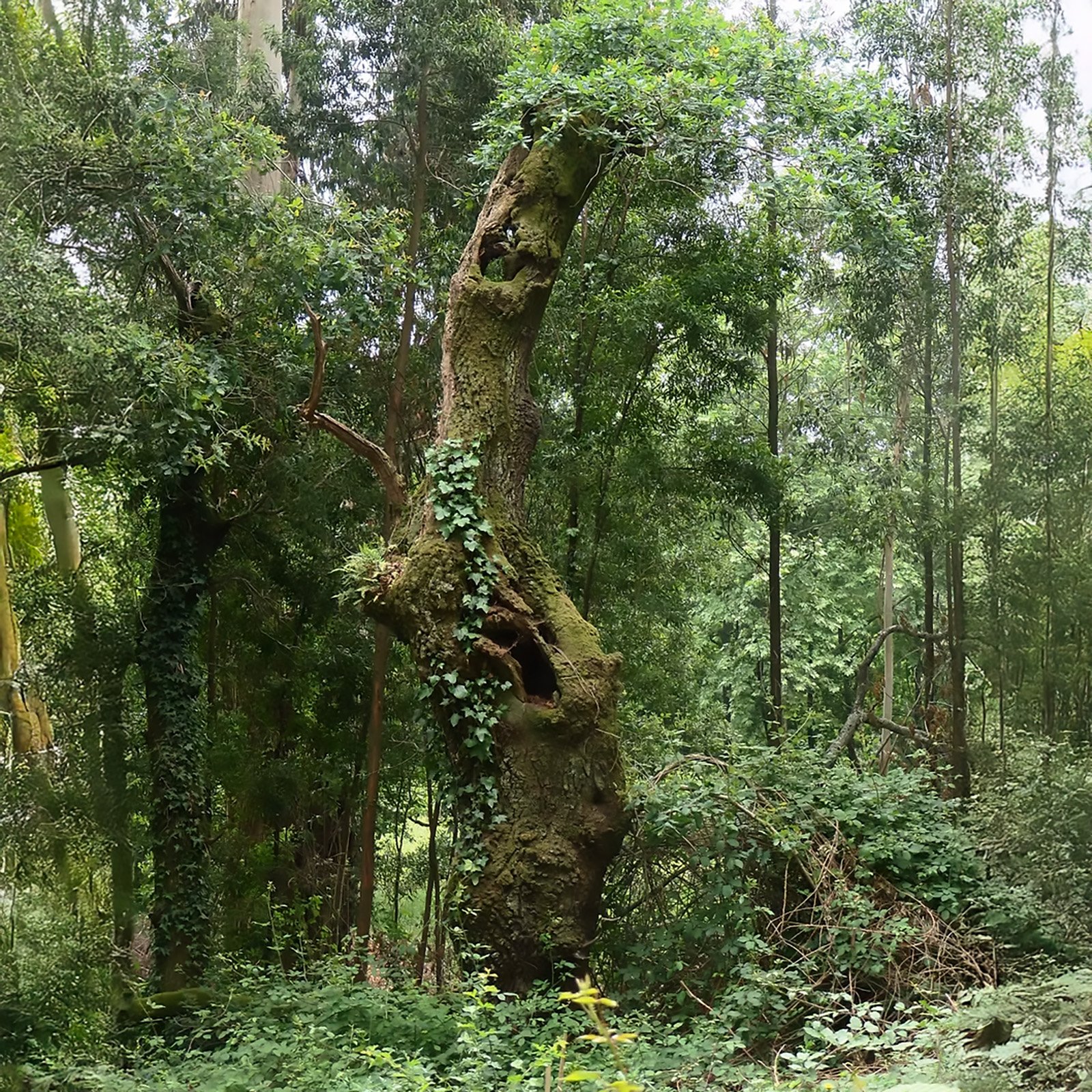 Gigantes-Verdes.jpg