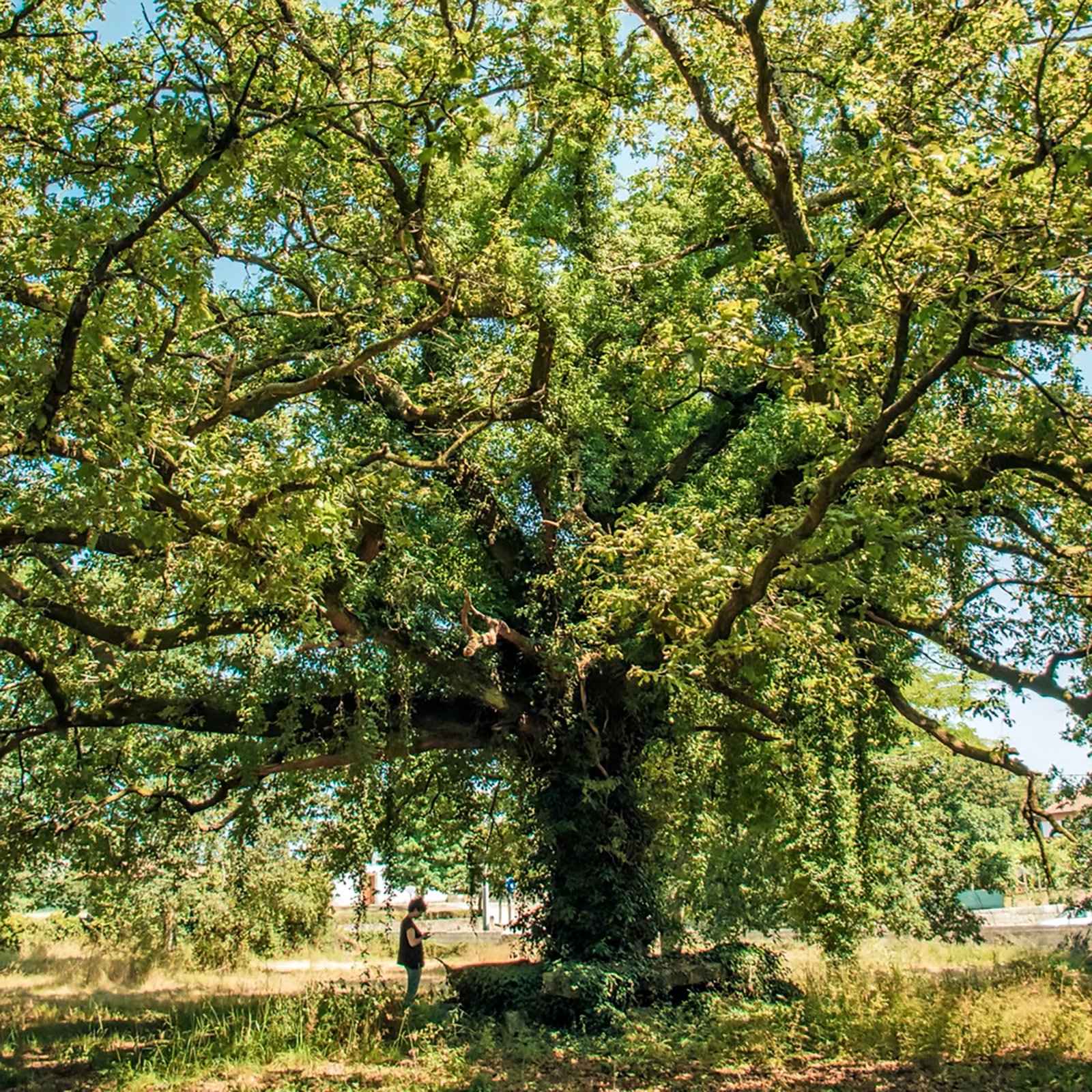 Gigantes-Verdes_3.jpg