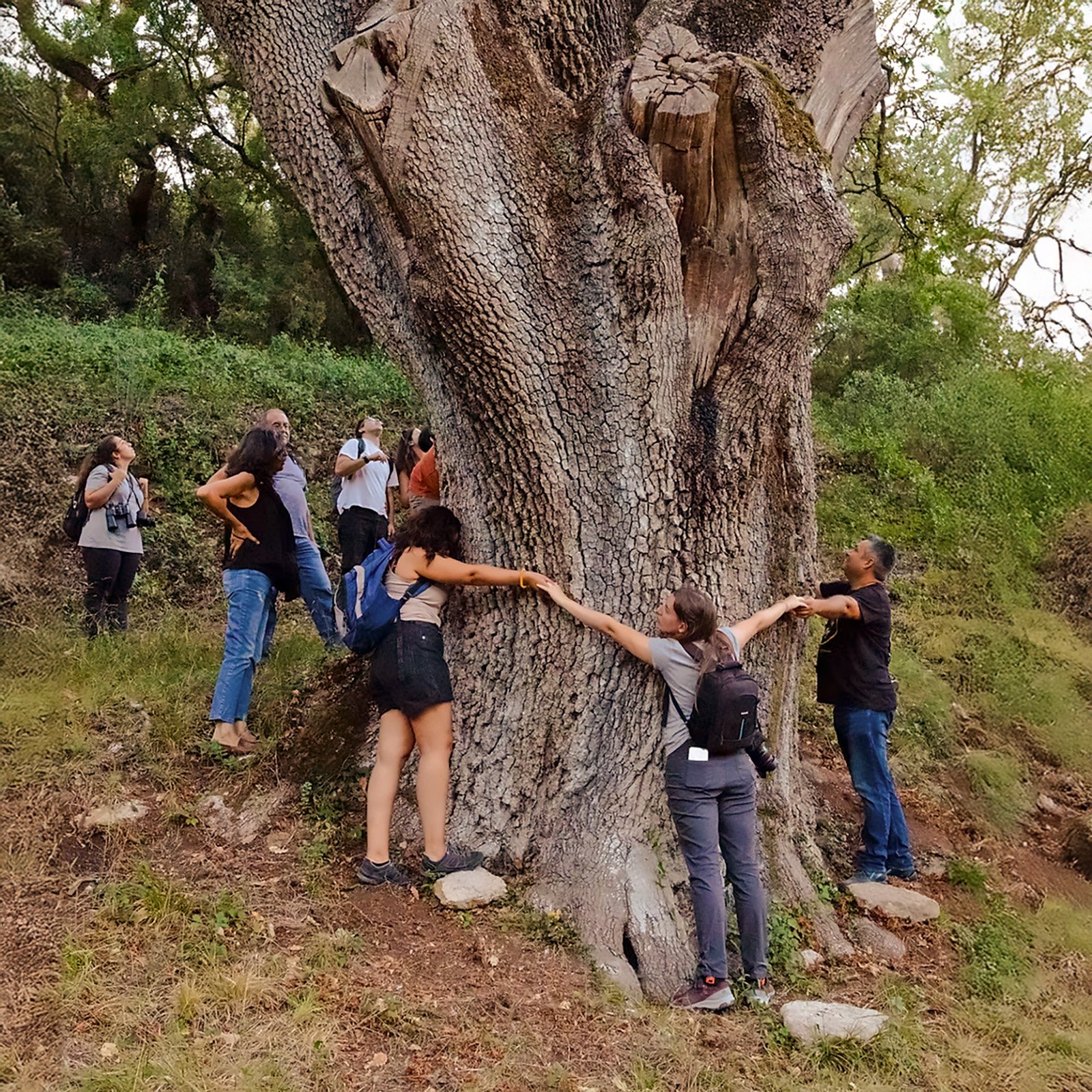 Gigantes-Verdes_4.jpg