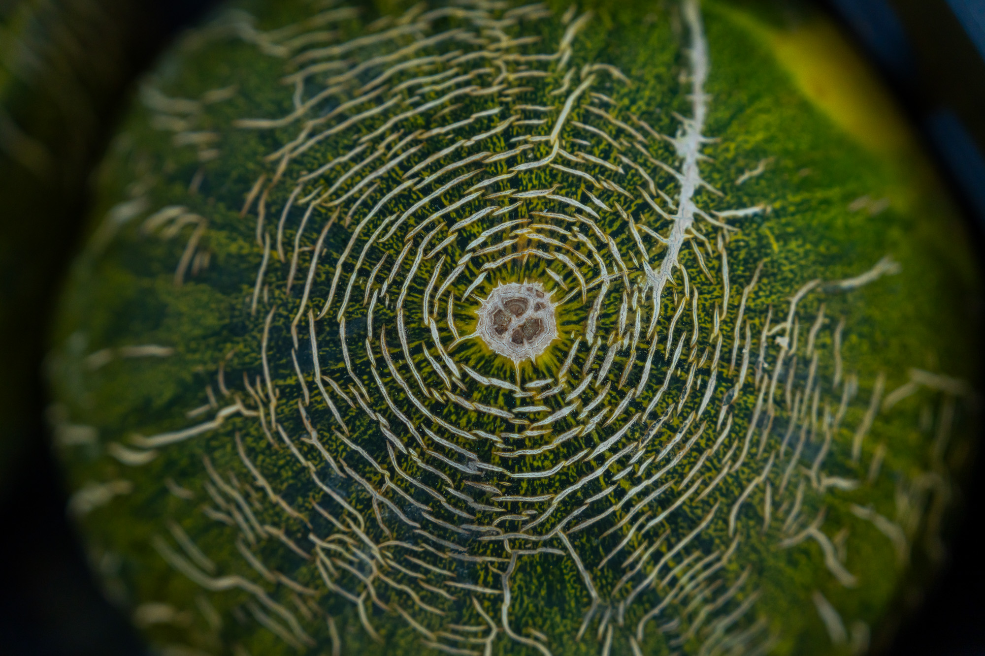 frutascosta_00265