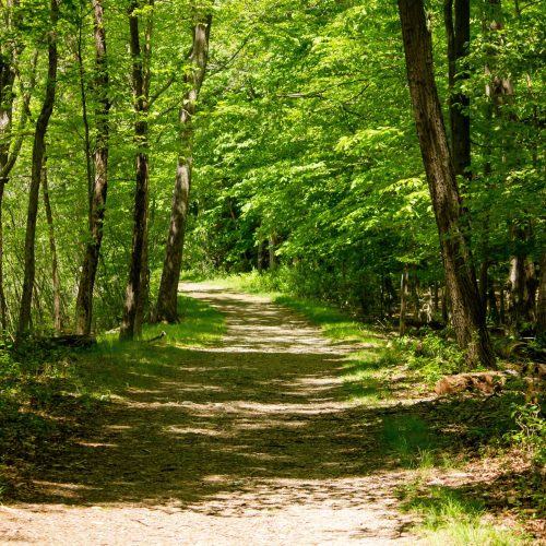 Floresta