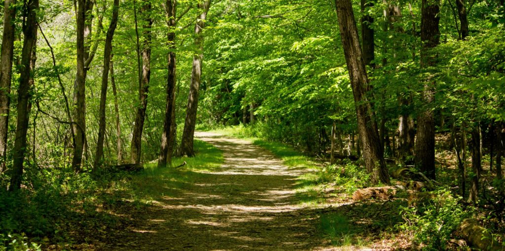 Floresta