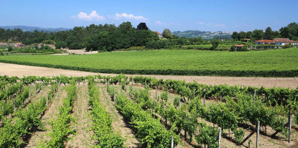 Terras-Felgueiras-Caves-Felgueiras-Vinha