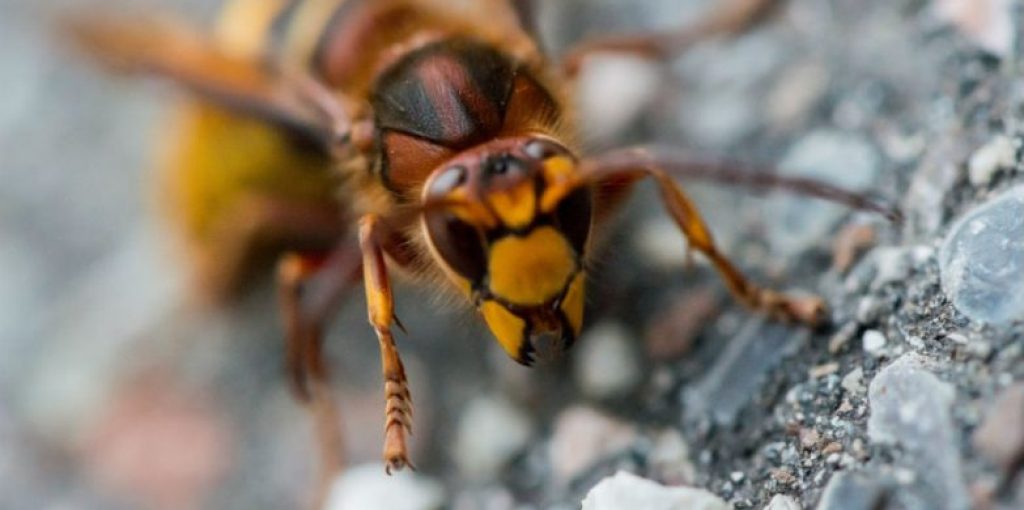 Vespa Velutina