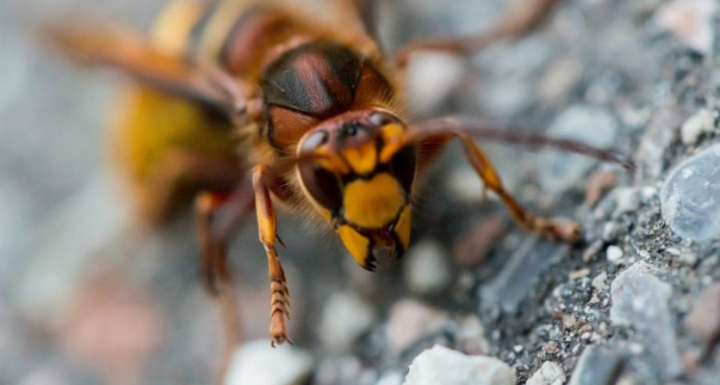 Vespa Velutina