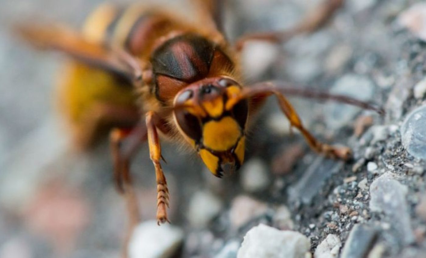 Vespa Velutina