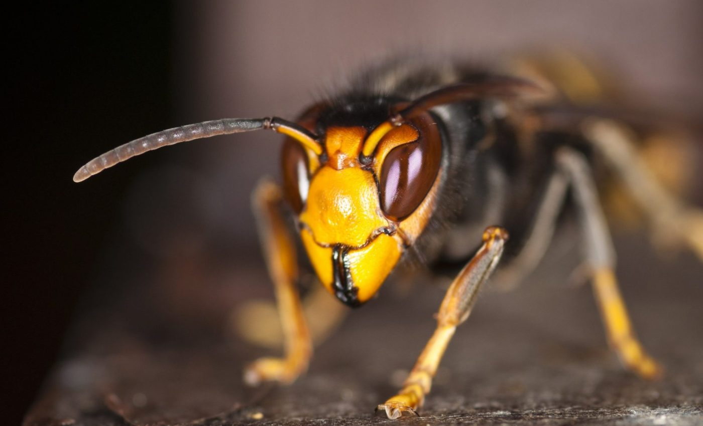 Vespa_Asiatica