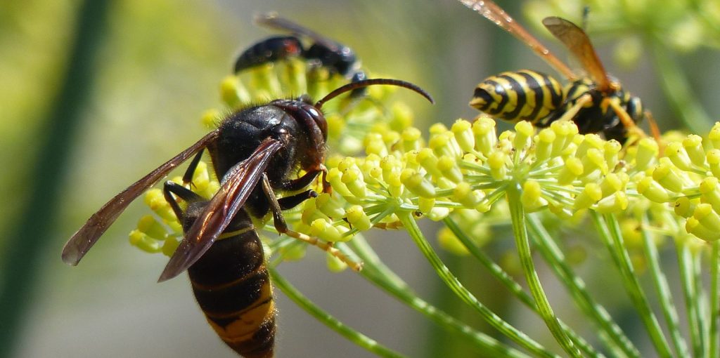 Vespa_velutina_nigrithorax_Josselin_France_05