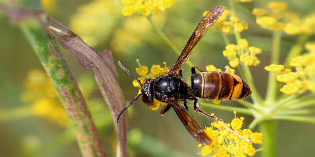 vespa-velutina