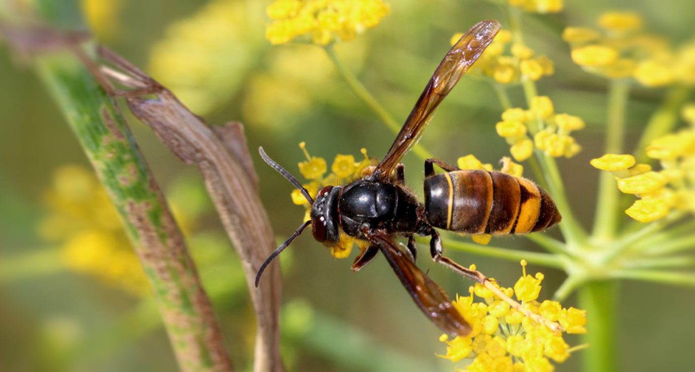 vespa-velutina
