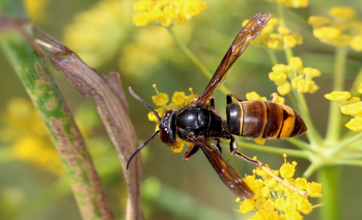 vespa-velutina