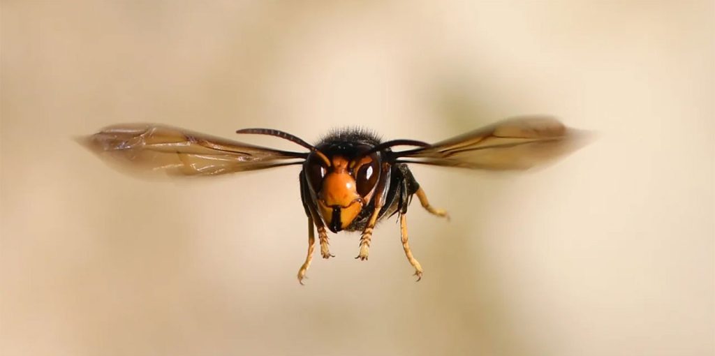 vespa-velutina