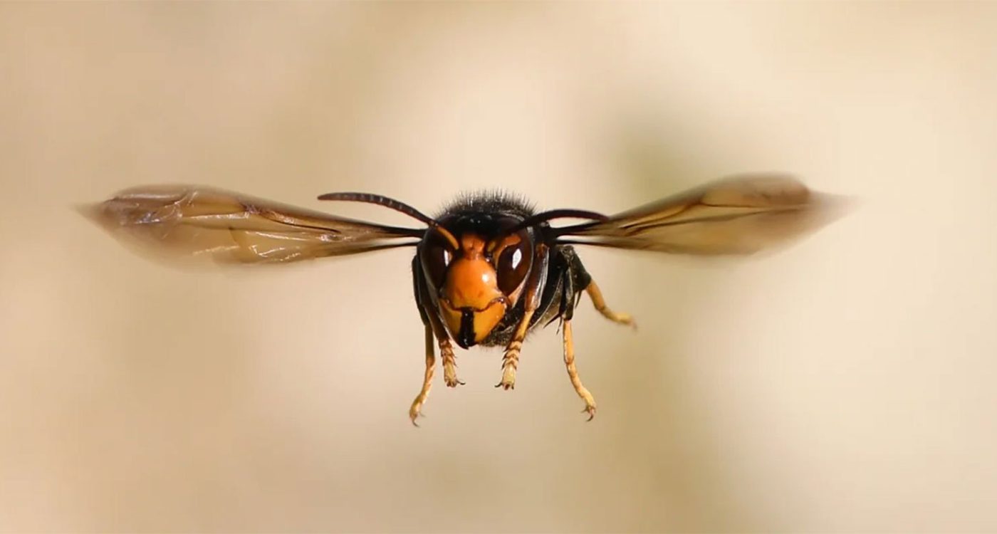 vespa-velutina