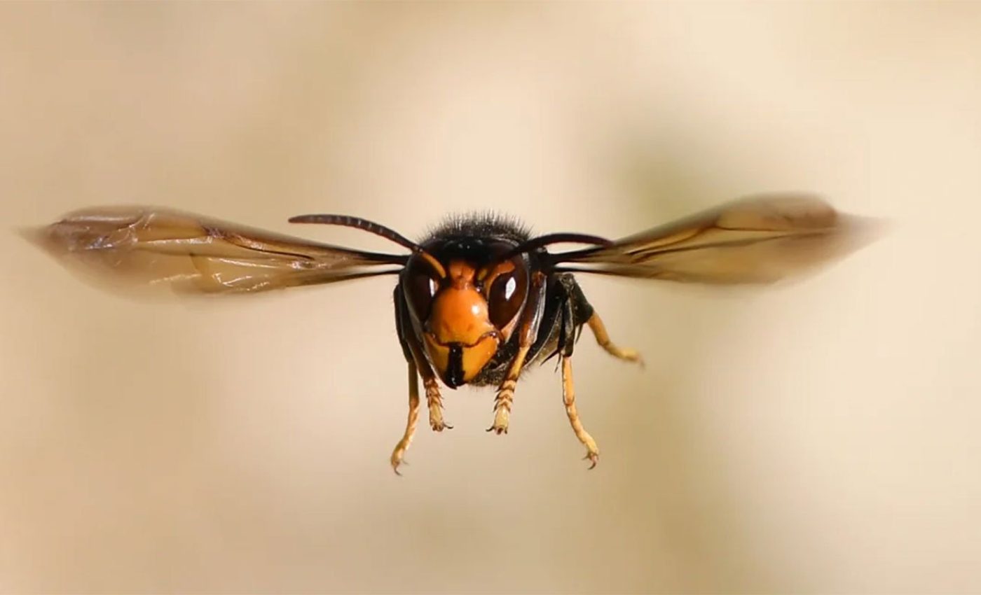 vespa-velutina