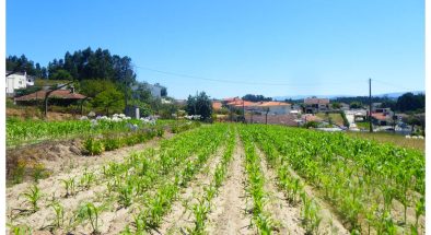 ENSAIOS MILHO 2020 ADERSOUSA (10)