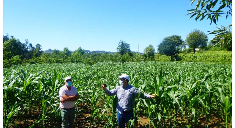 ENSAIOS MILHO 2020 ADERSOUSA (6)