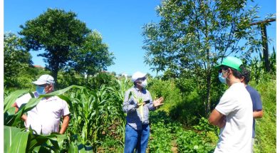 ENSAIOS MILHO 2020 ADERSOUSA (7)