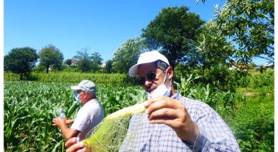 ENSAIOS MILHO 2020 ADERSOUSA (9)