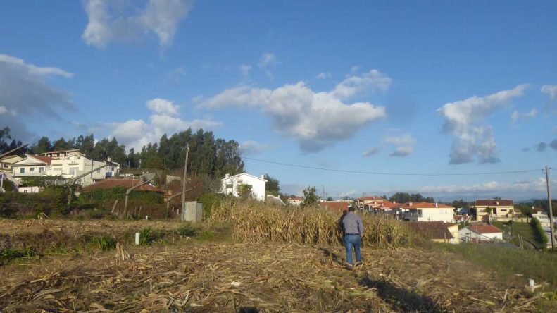 ensaios de milho tradicional 2020 ADERSOUSA 16