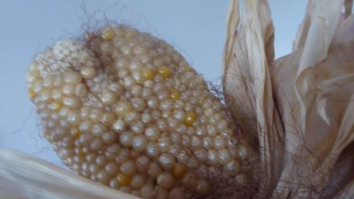 ensaios de milho tradicional 2020 ADERSOUSA 17