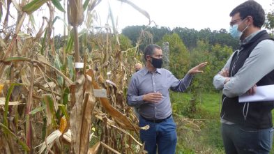 ensaios de milho tradicional 2020 ADERSOUSA 12