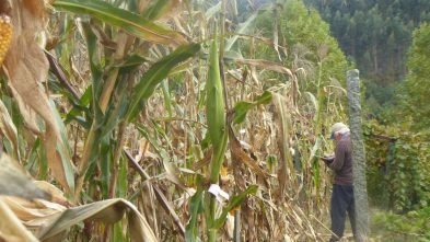 ensaios de milho tradicional 2020 ADERSOUSA 13