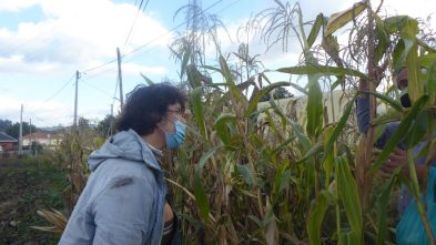 ensaios de milho tradicional 2020 ADERSOUSA 15