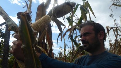 ensaios de milho tradicional 2020 ADERSOUSA 2