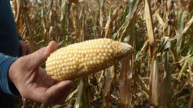 ensaios de milho tradicional 2020 ADERSOUSA 3