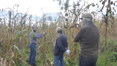 ensaios de milho tradicional 2020 ADERSOUSA 5