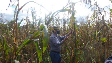 ensaios de milho tradicional 2020 ADERSOUSA 6