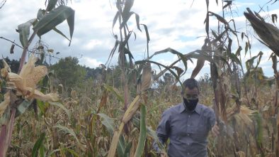 ensaios de milho tradicional 2020 ADERSOUSA 7