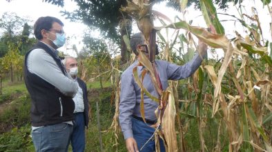 ensaios de milho tradicional 2020 ADERSOUSA 8