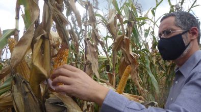 ensaios de milho tradicional 2020 ADERSOUSA 9