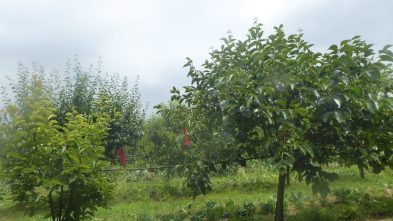 2106116_CONS AFAVEL F&H_11