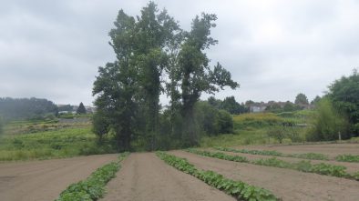 2106116_CONS AFAVEL F&H_20