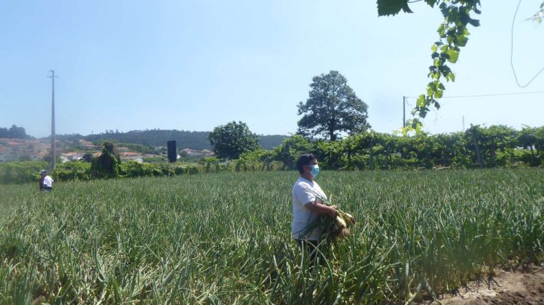 Concurso melhor campo cebolas -2021- adersousa