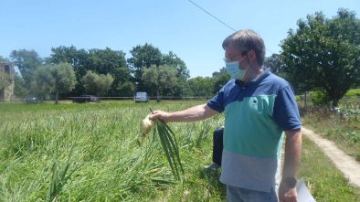 concurso de melhor campo de cebola _2021_ADERSOUSA