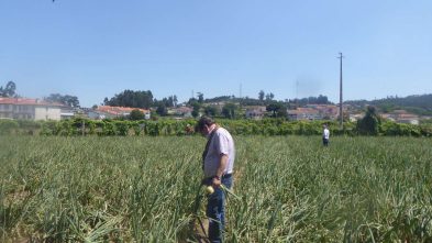 concurso de melhor campo de cebolas 2021 ADERSOUSA (1)