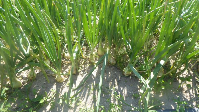 concurso de melhor campo de cebolas _2021_ADERSOUSA (2)