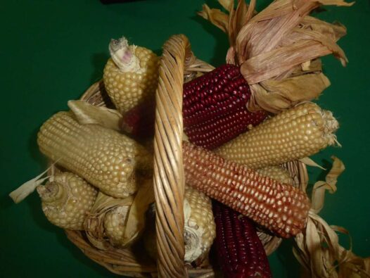 ação de sensibilização milhos regionais _ 2022 _ ADERSOUSA.18