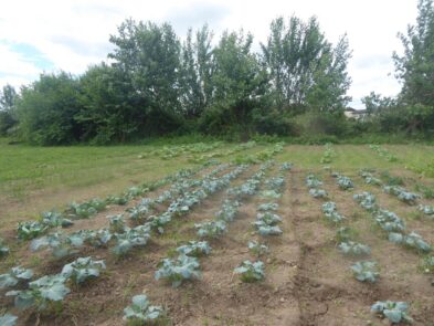 Bio região tamega e sousa_ visita ESAC + Arouca agricola _2022.D.ROSA.4jpg