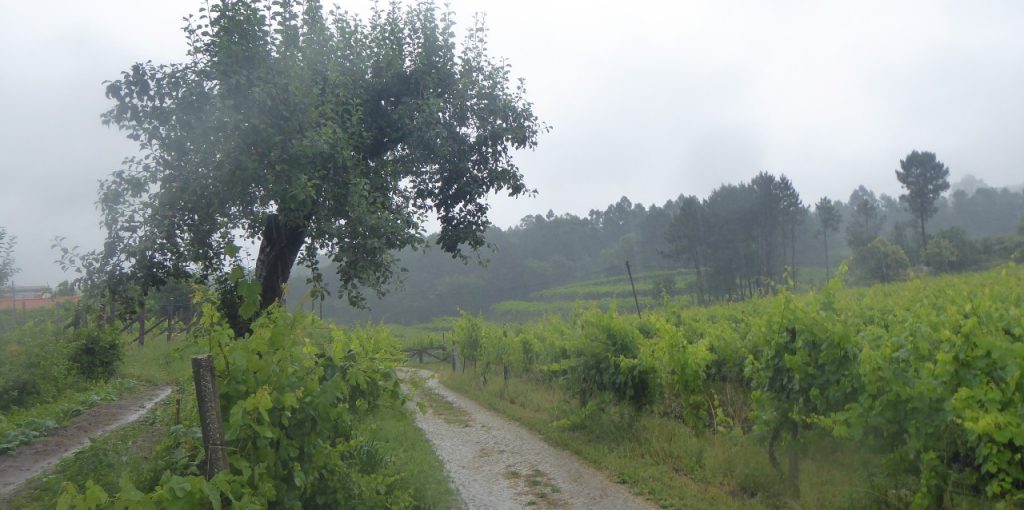 AFAVEL CONSULTORIA 2021 ADERSOUSA1