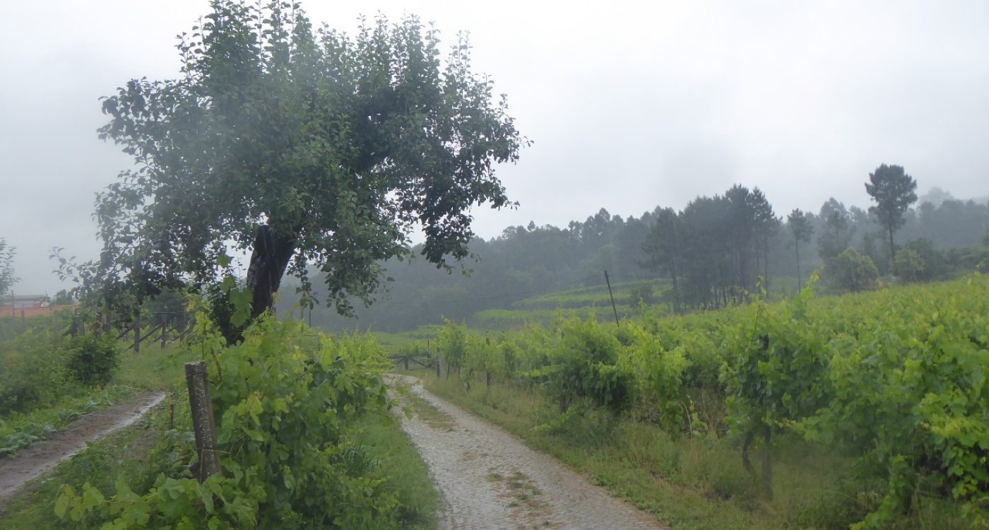 AFAVEL CONSULTORIA 2021 ADERSOUSA1