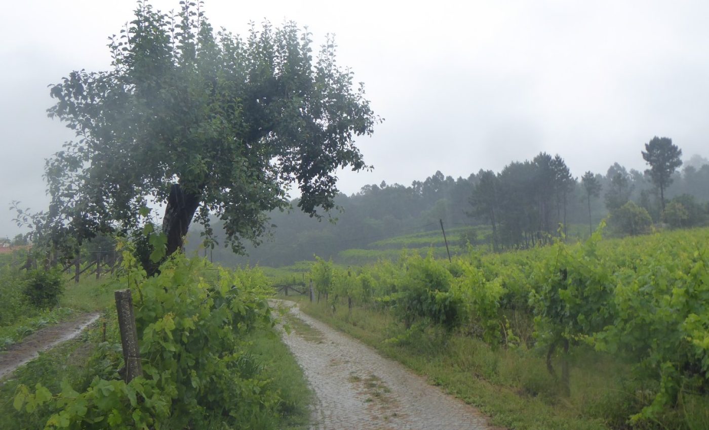 AFAVEL CONSULTORIA 2021 ADERSOUSA1