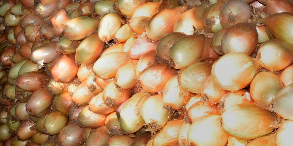 Ader-Sousa-Cebola-Garrafal