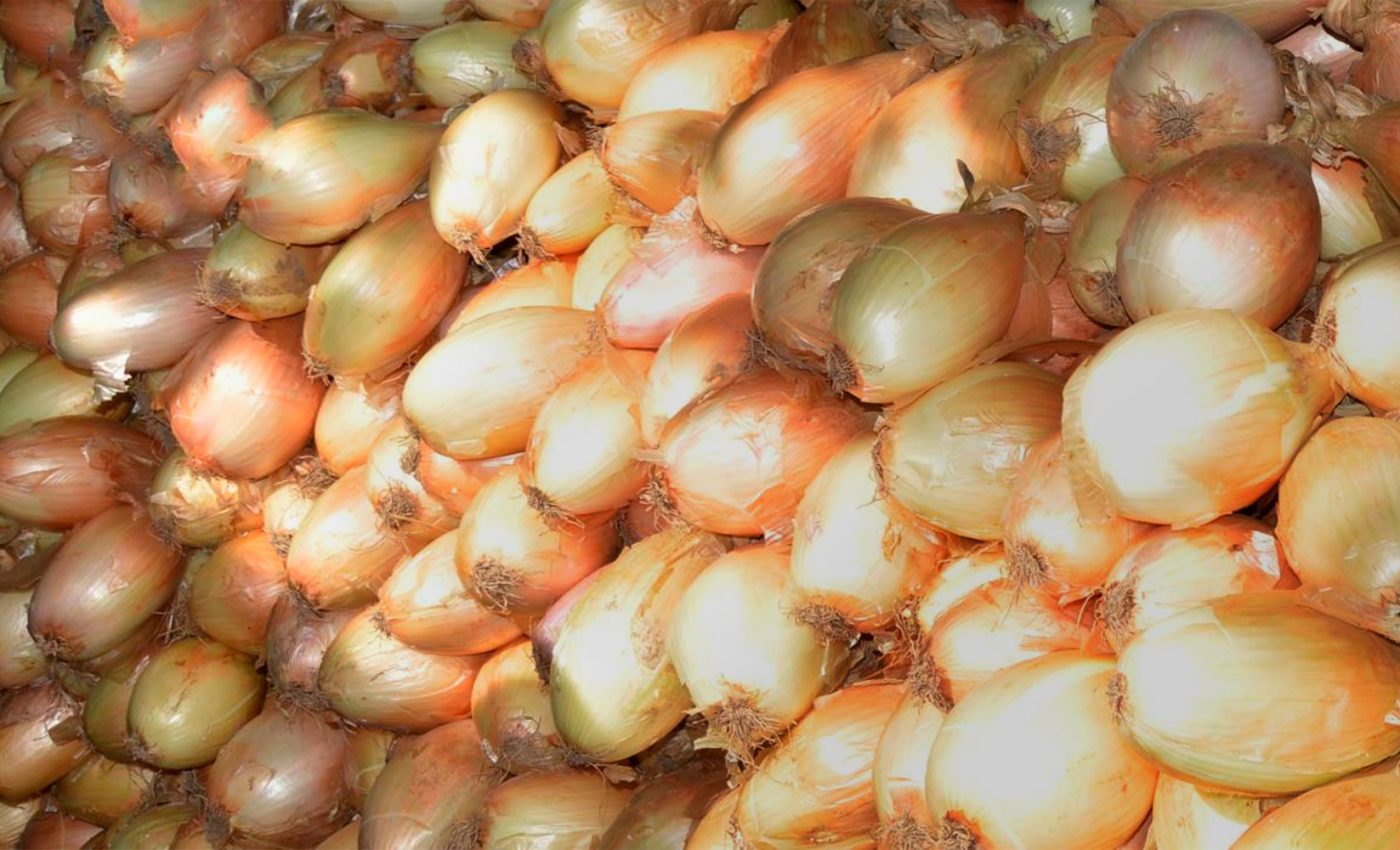 Ader-Sousa-Cebola-Garrafal