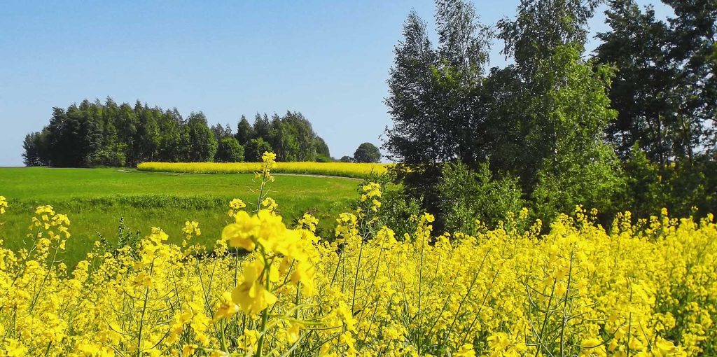 Ader-Sousa-Terras-do-Sousa